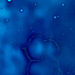 cyanotype-rain